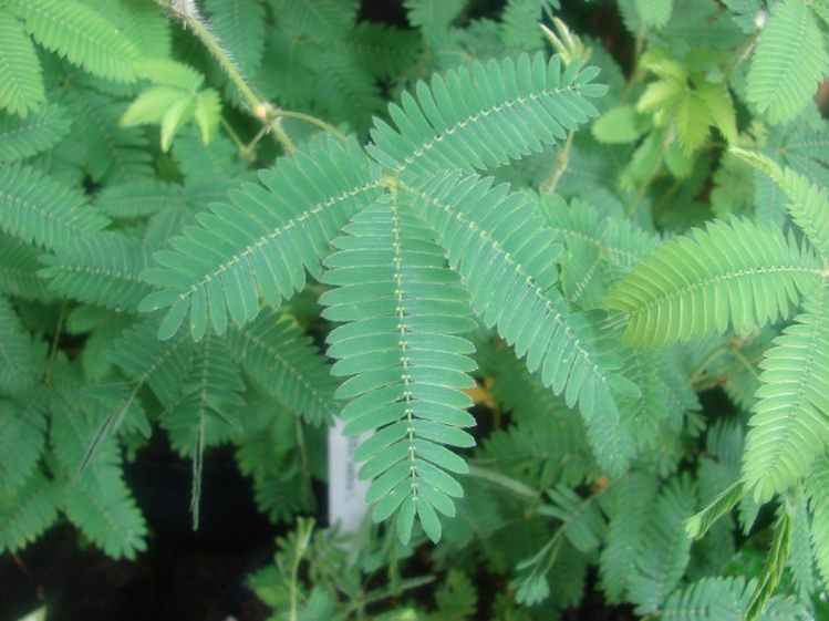 PIANTE